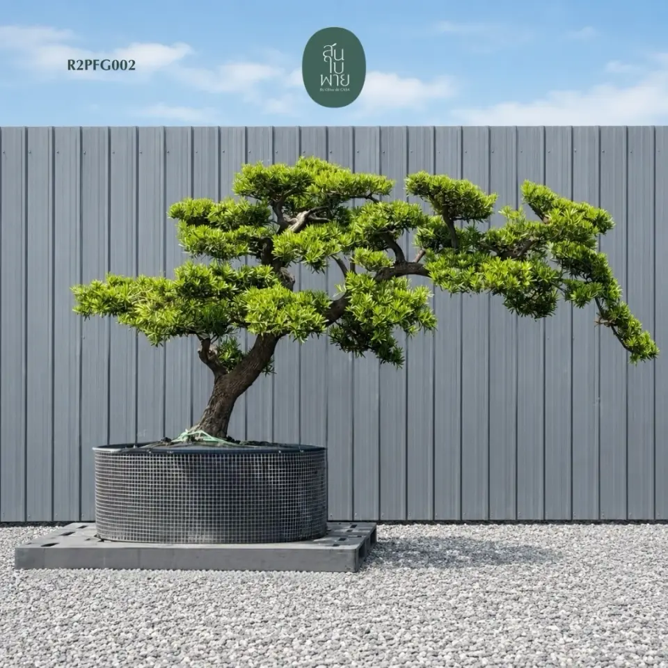 Imperial Podocarpus · FGC