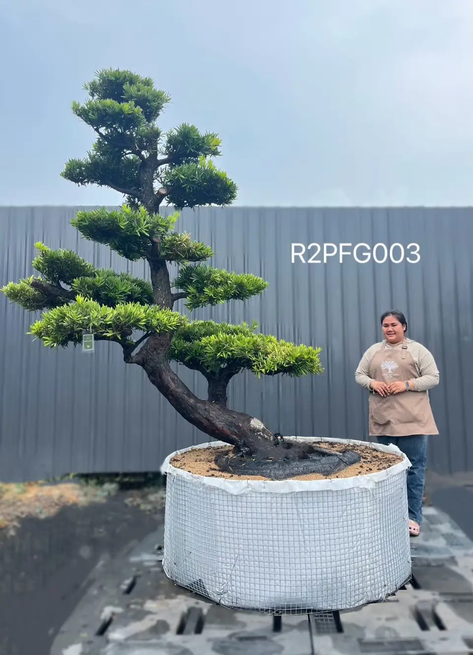 Imperial Podocarpus · FGH