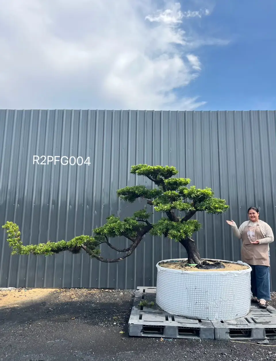 Imperial Podocarpus · FGH