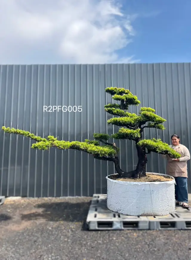 Imperial Podocarpus · FGI