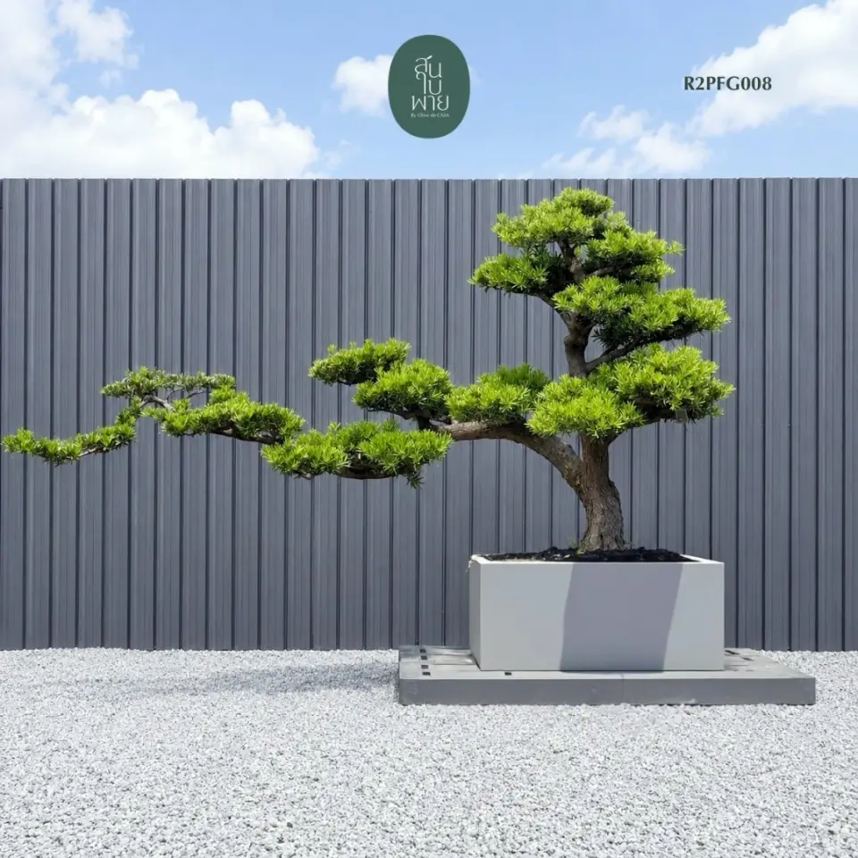 Imperial Podocarpus · FGC