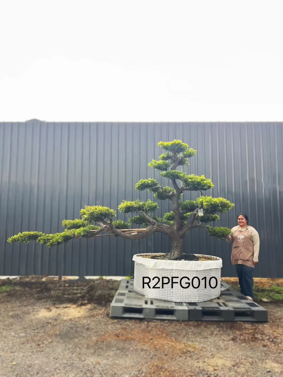 Imperial Podocarpus · FGI
