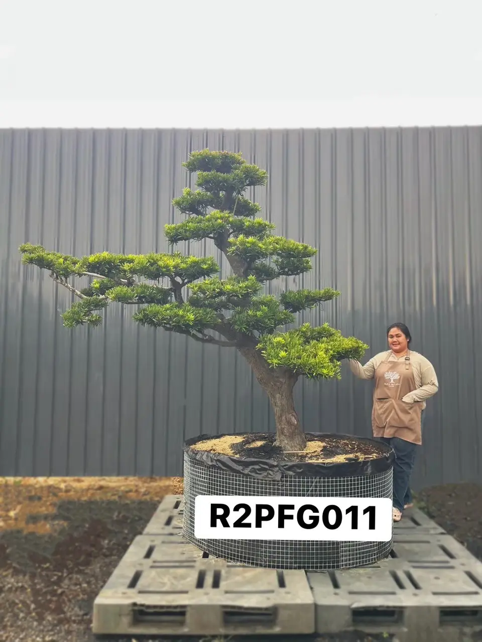 Imperial Podocarpus · FGI