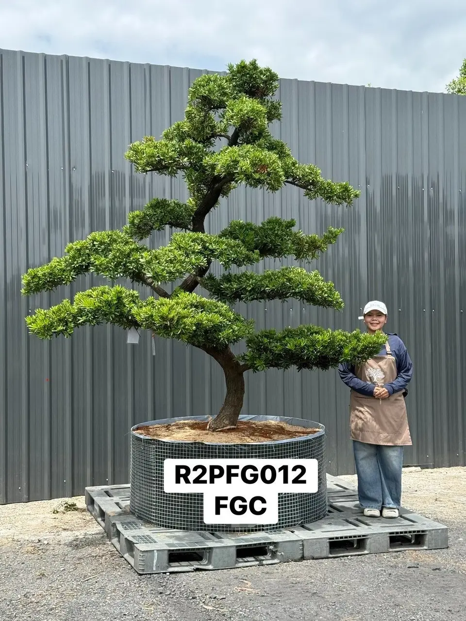 Imperial Podocarpus · FGC
