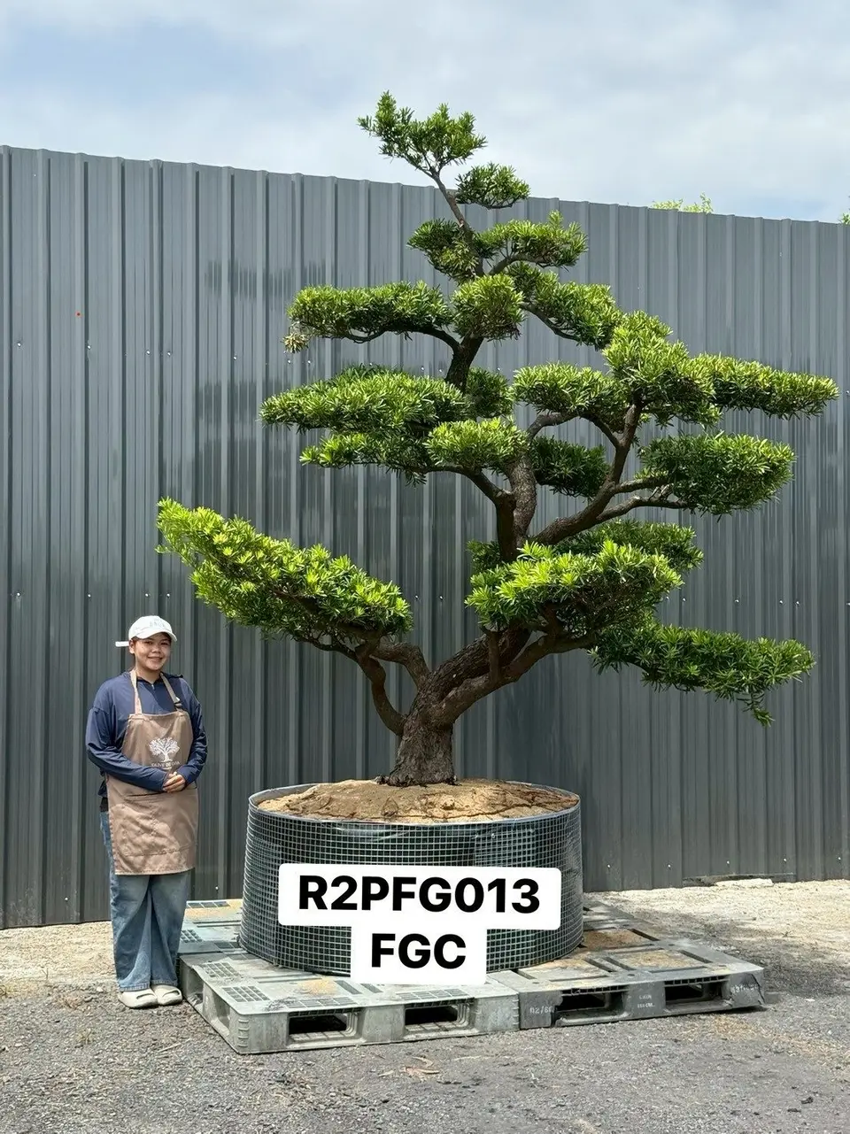Imperial Podocarpus · FGC