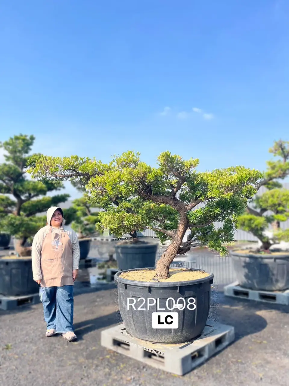 Podocarpus Bonsai · Large · LC