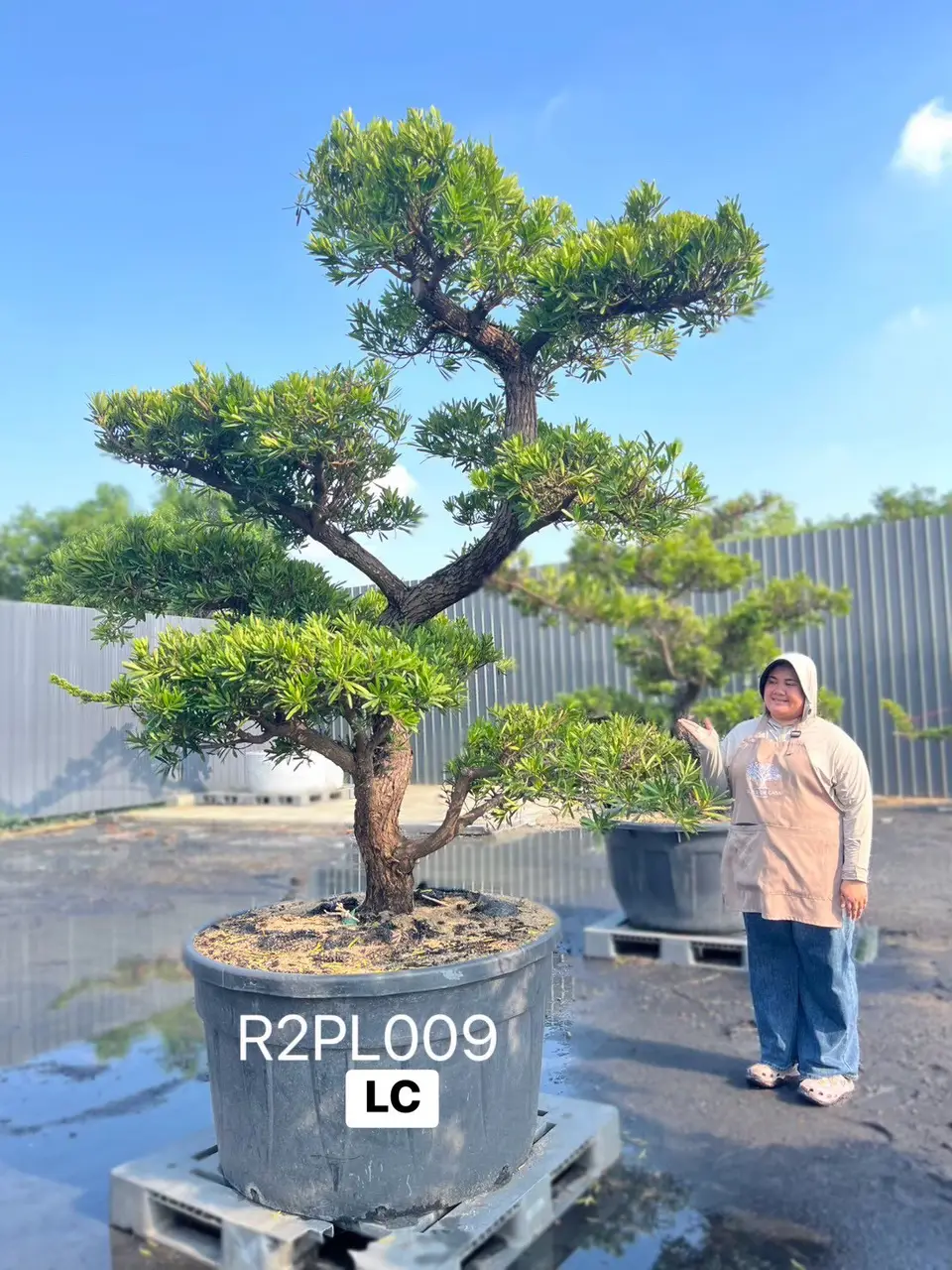 Podocarpus Bonsai · Large · LC