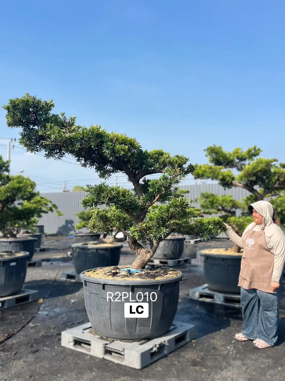 Podocarpus Bonsai · Large · LC