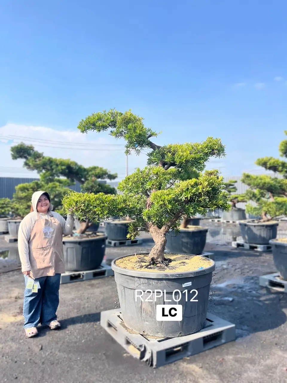 Podocarpus Bonsai · Large · LC