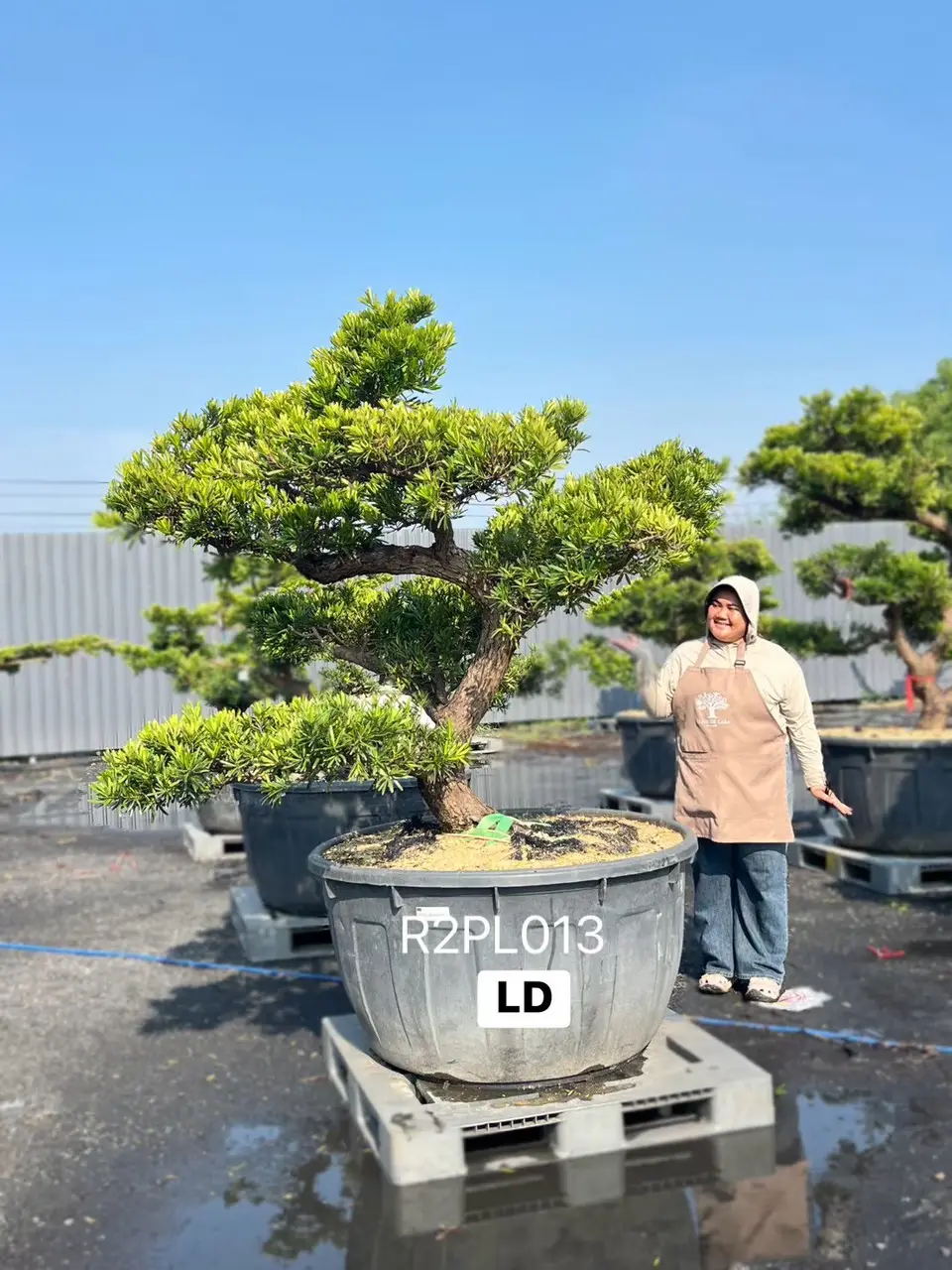 Podocarpus Bonsai · Large · LD
