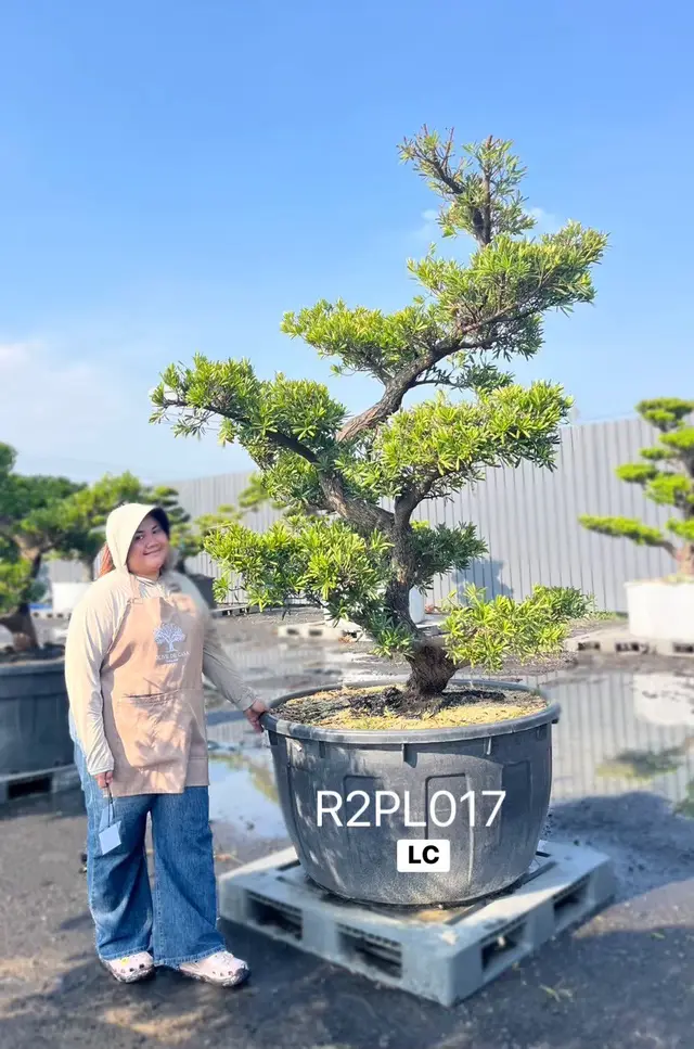 Podocarpus Bonsai · Large · LC