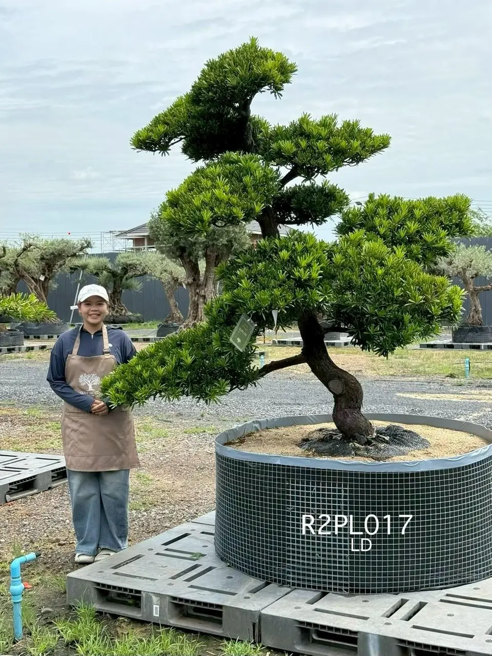 Podocarpus Bonsai · Large · LD