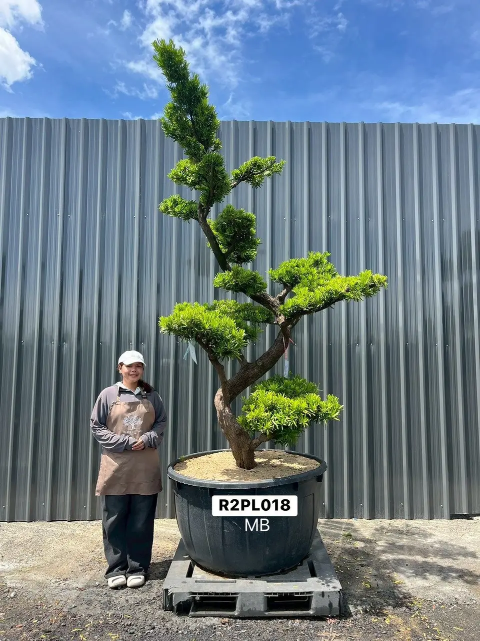 Podocarpus Bonsai · Large · MB