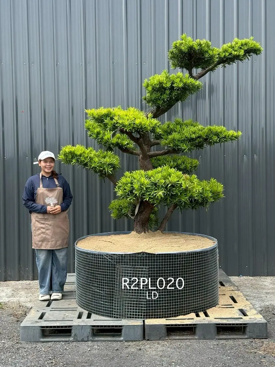Podocarpus Bonsai · Large · LD