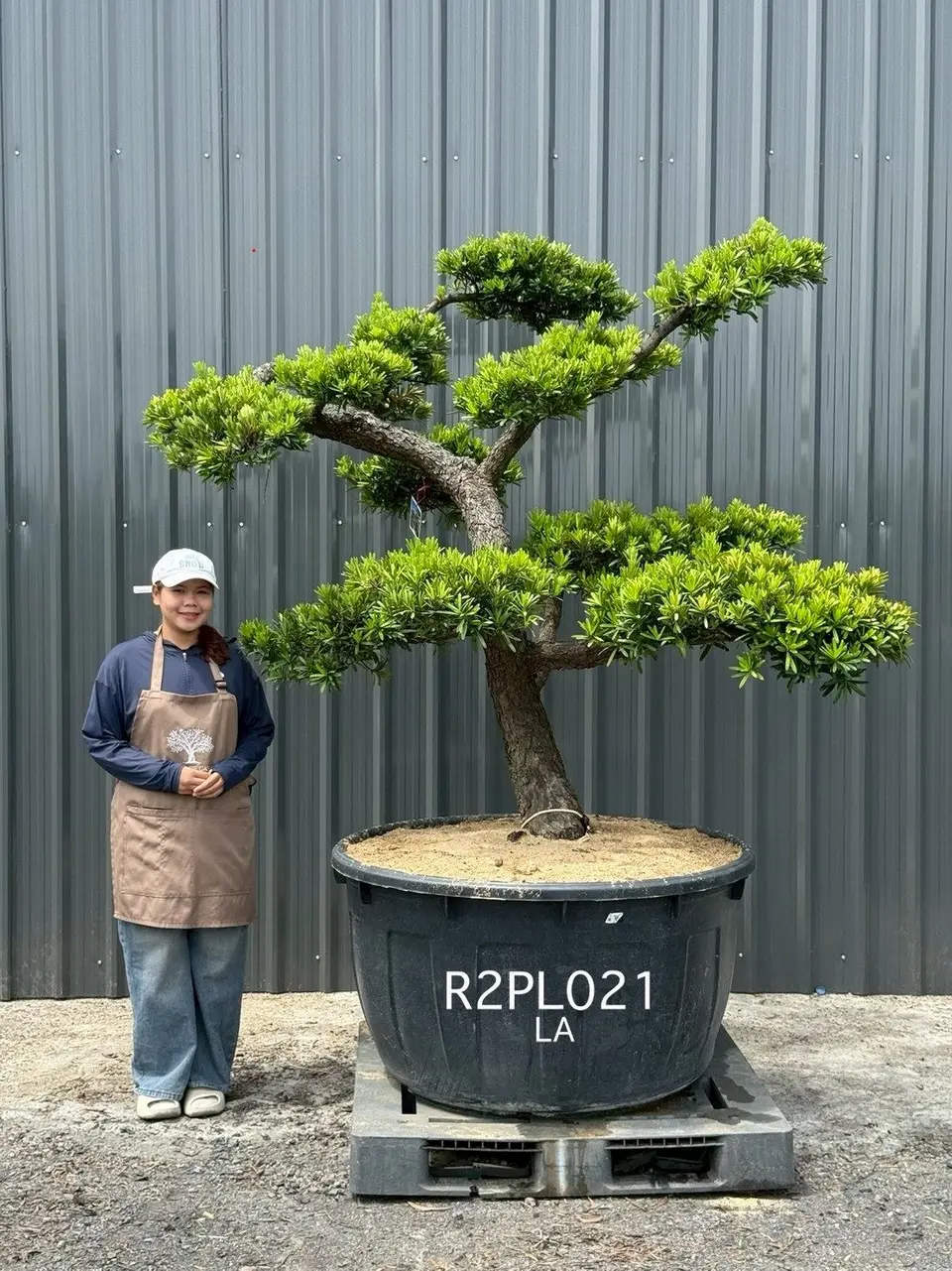 Podocarpus Bonsai · Large · LA