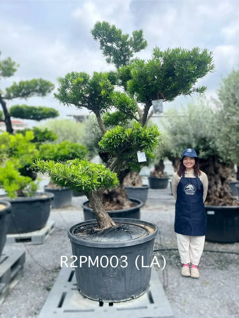 Podocarpus Bonsai · Large · LA