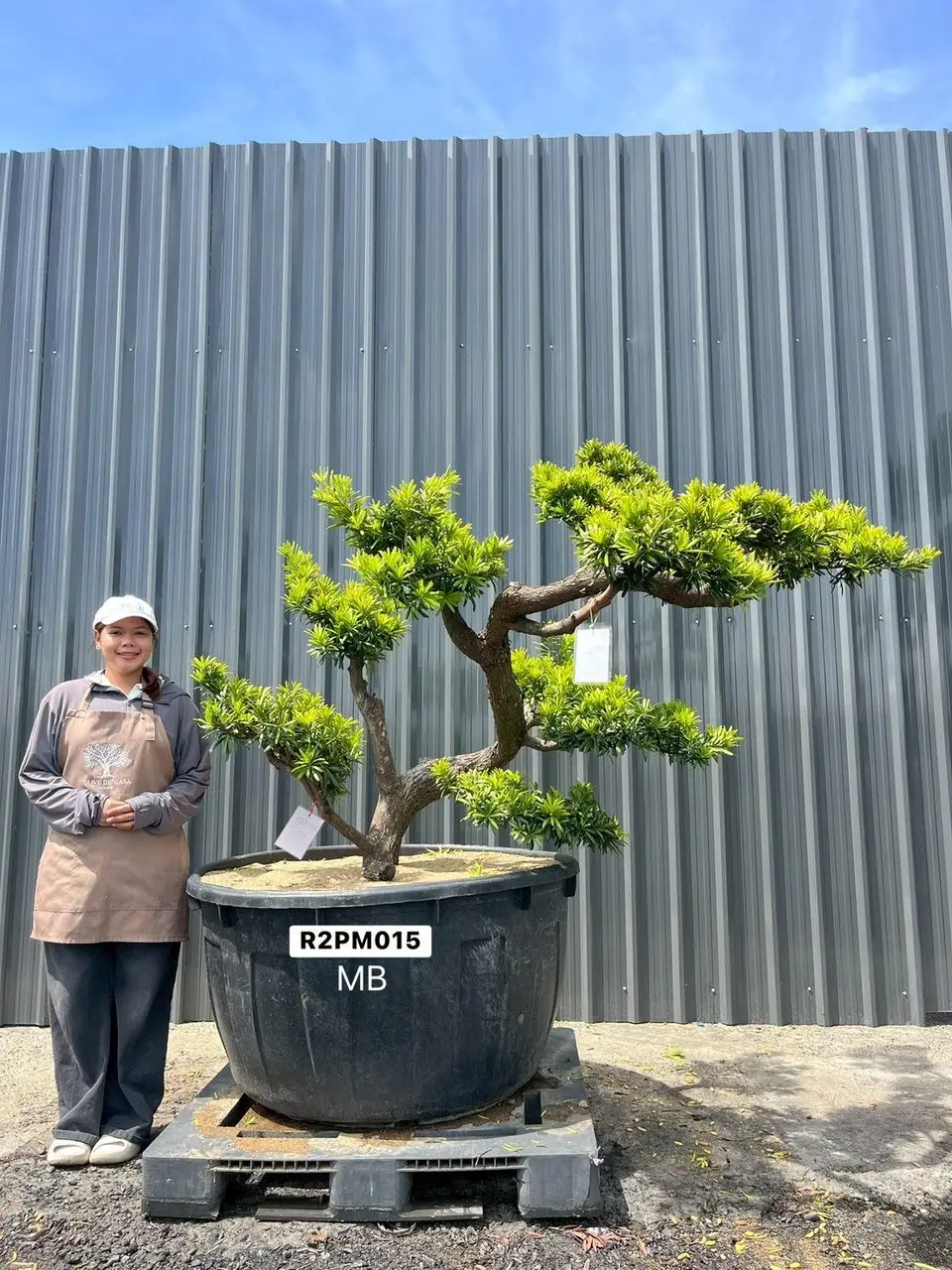Podocarpus Bonsai · Large · MB