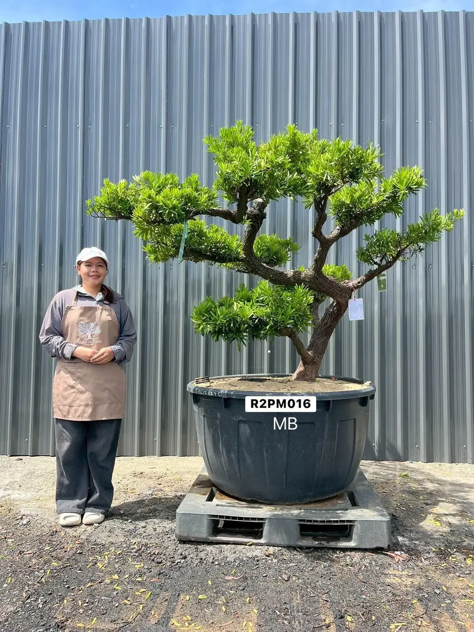Podocarpus Bonsai · Large · MB