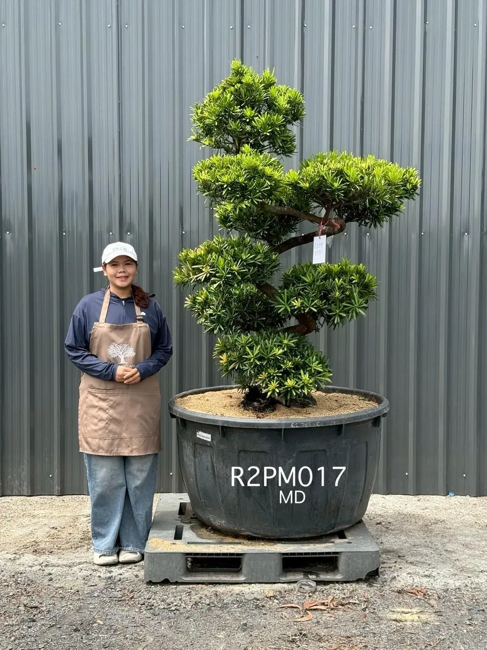 Podocarpus Bonsai · Large · MD
