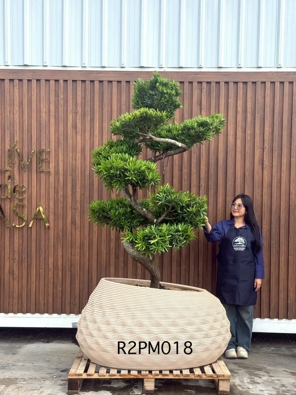 Podocarpus Bonsai · Large · MA