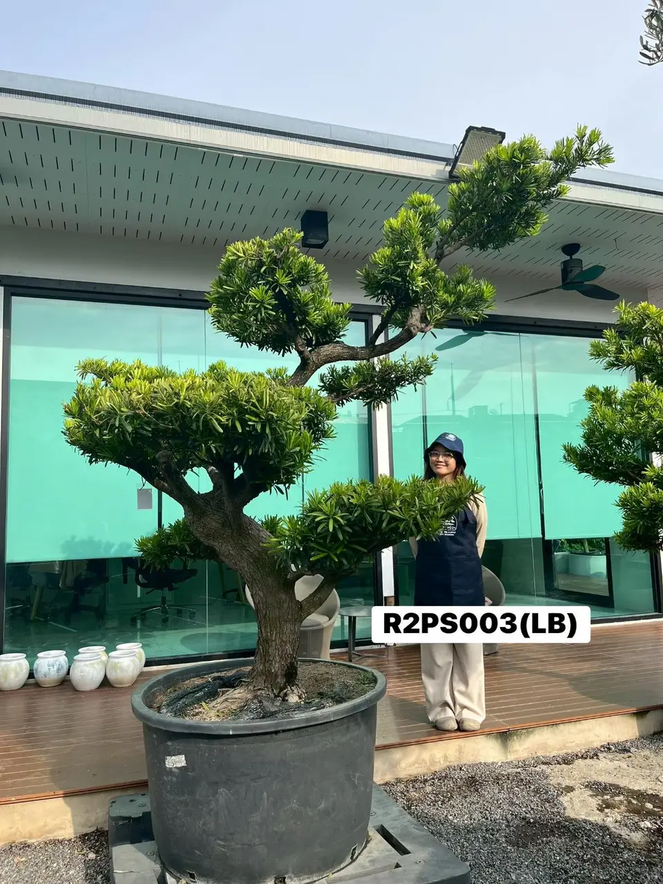 Podocarpus Bonsai · Large · LB