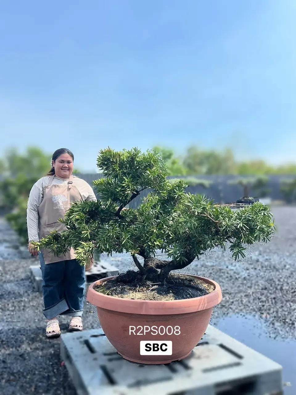Podocarpus · Pot · SC