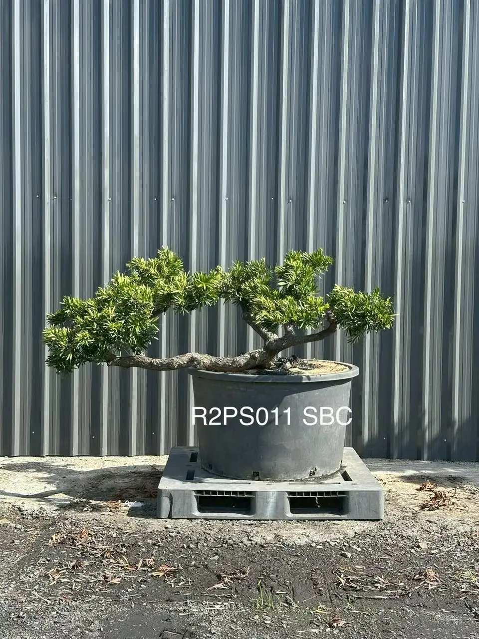 Podocarpus · Pot · SC