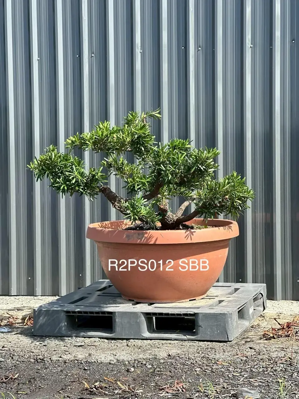 Podocarpus · Pot · SB