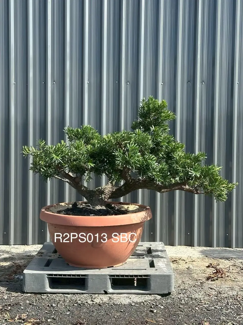 Podocarpus · Pot · SC