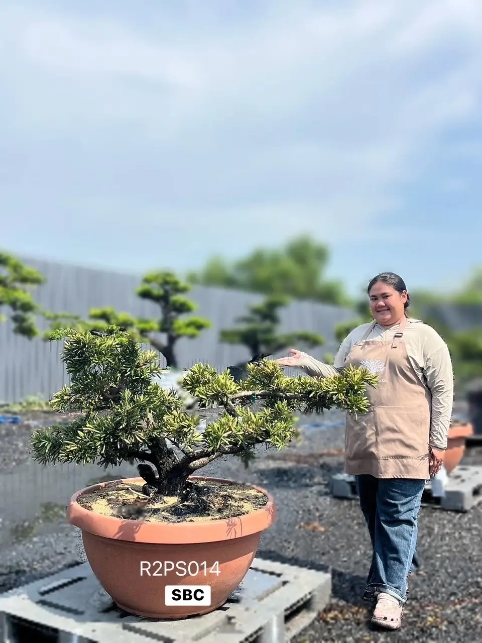 Podocarpus · Pot · SC