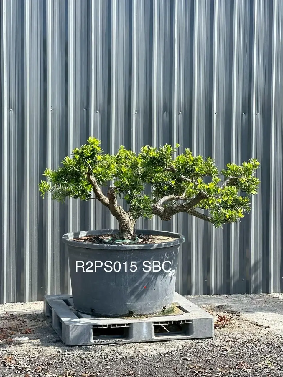 Podocarpus · Pot · SC
