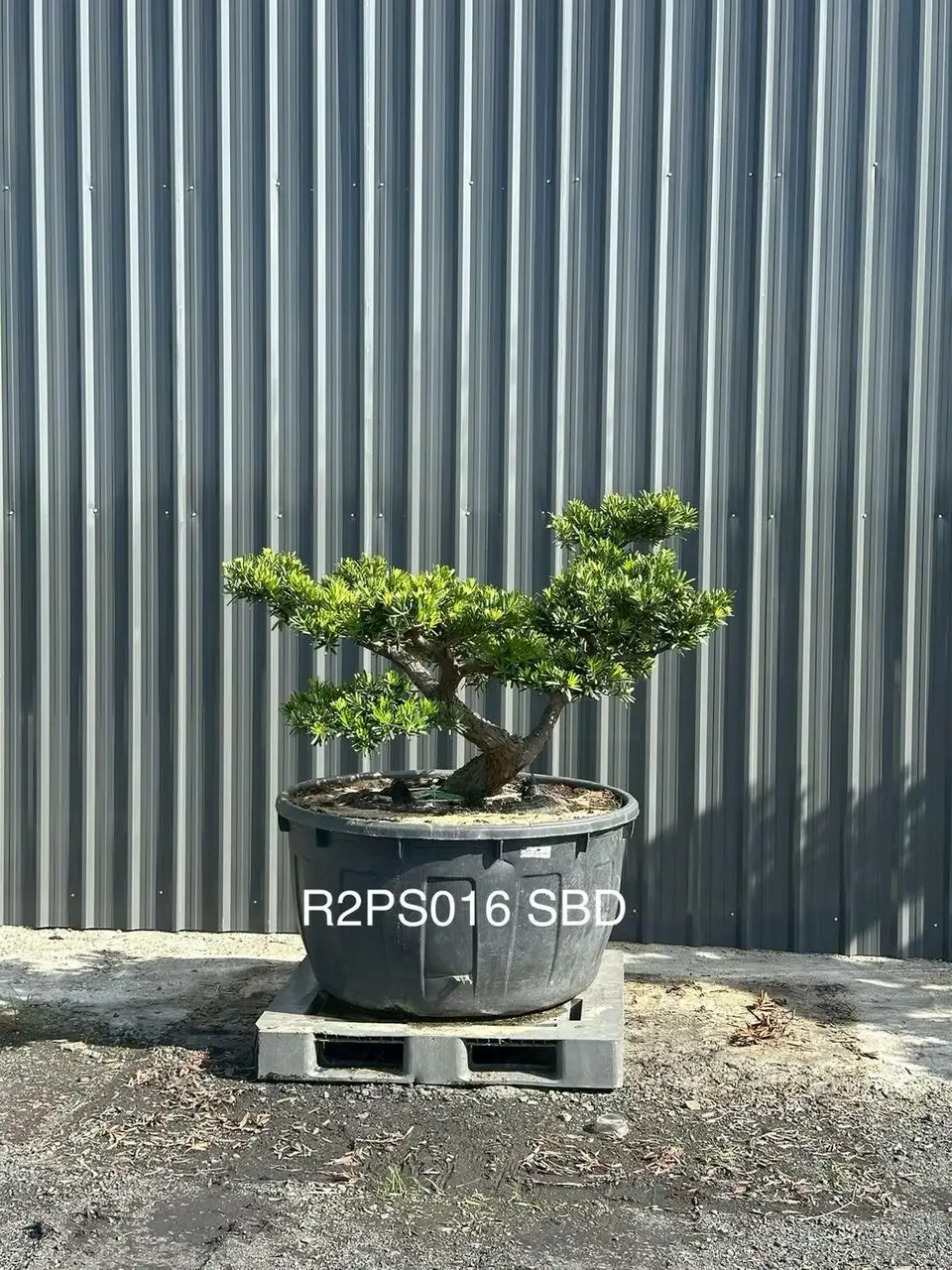 Podocarpus · Pot · SD