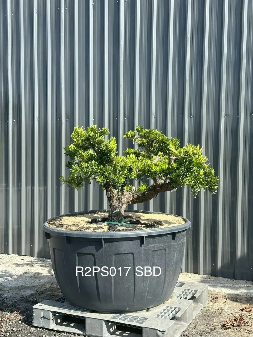 Podocarpus · Pot · SD