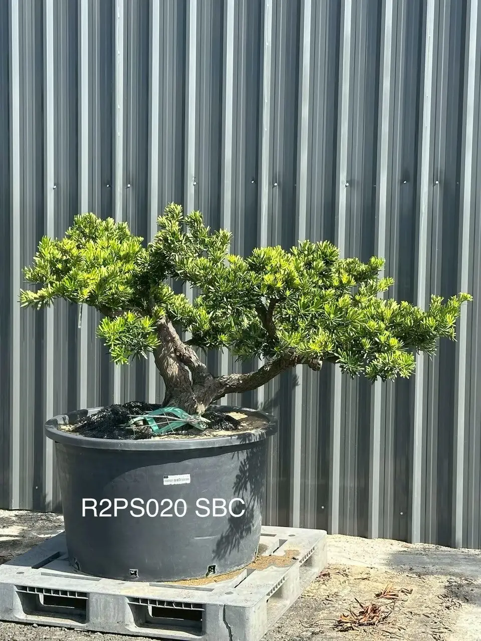 Podocarpus · Pot · SC