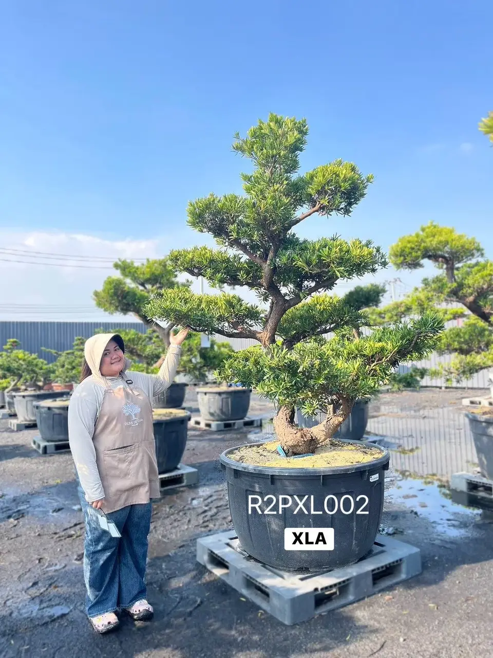 Imperial Podocarpus · XLA