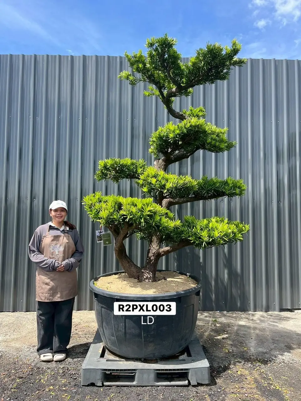 Podocarpus Bonsai · Large · LD