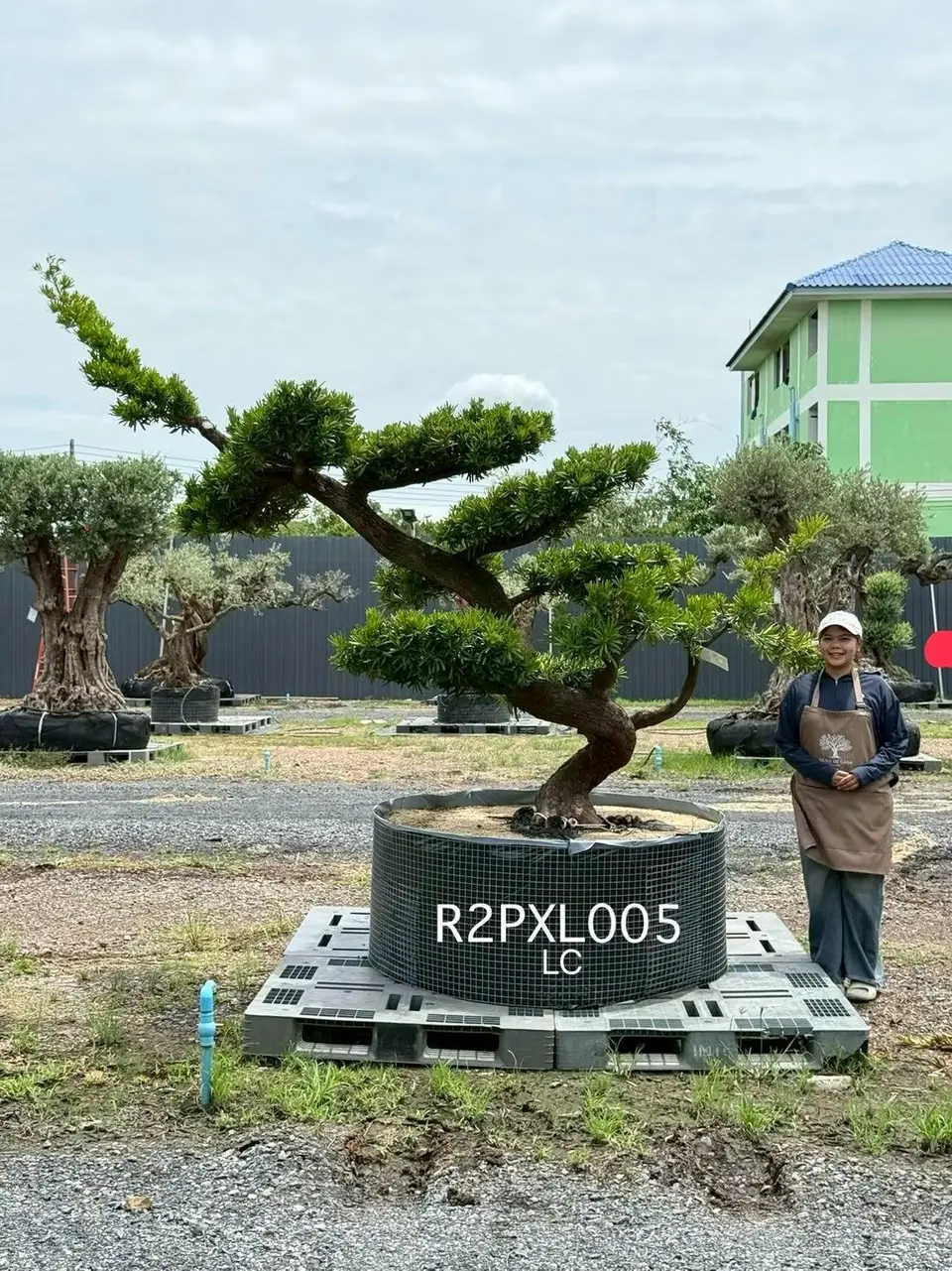 Podocarpus Bonsai · Large · LC