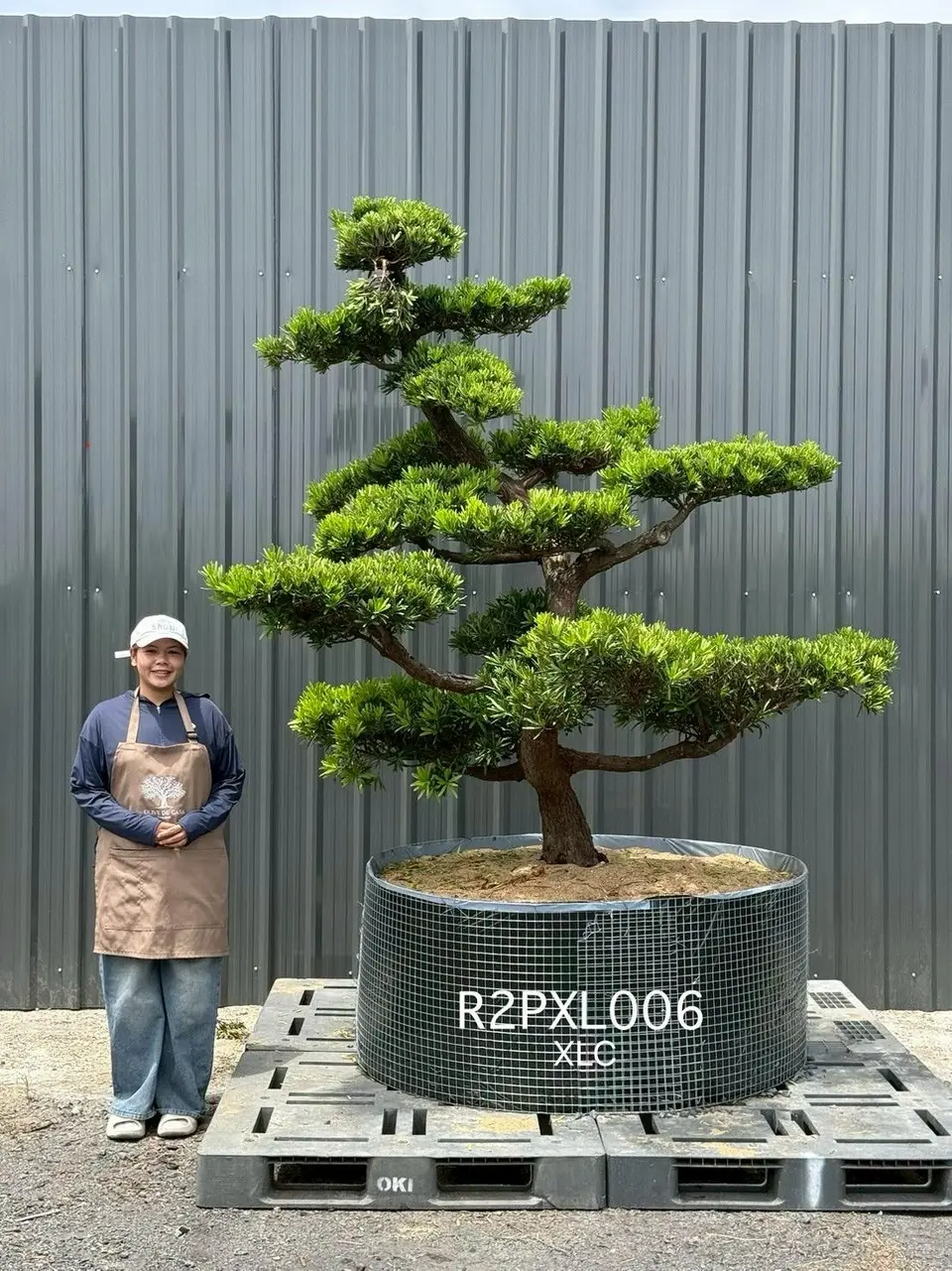 Imperial Podocarpus · XLC