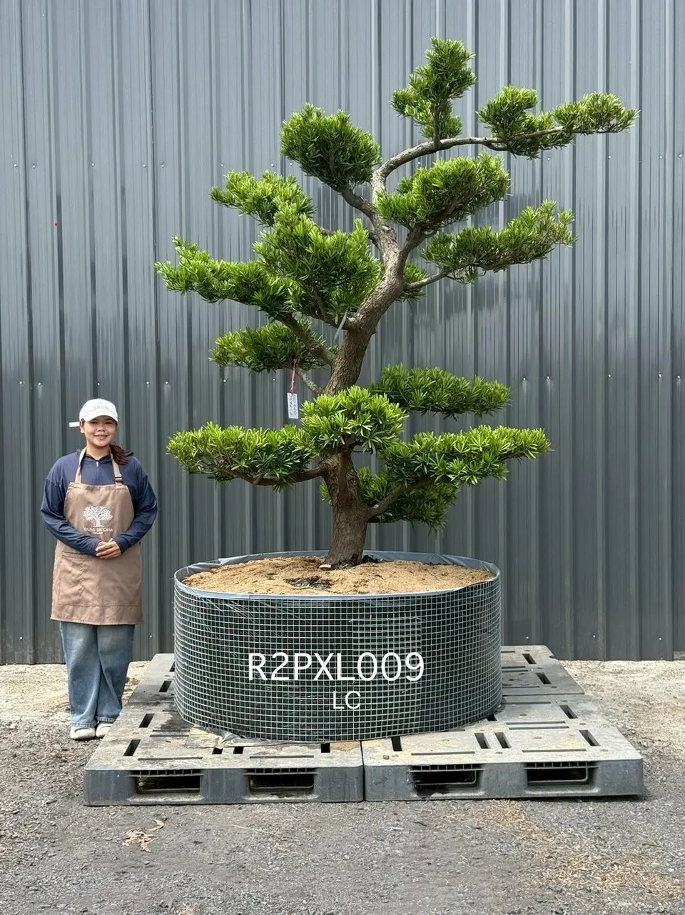Podocarpus Bonsai · Large · LC