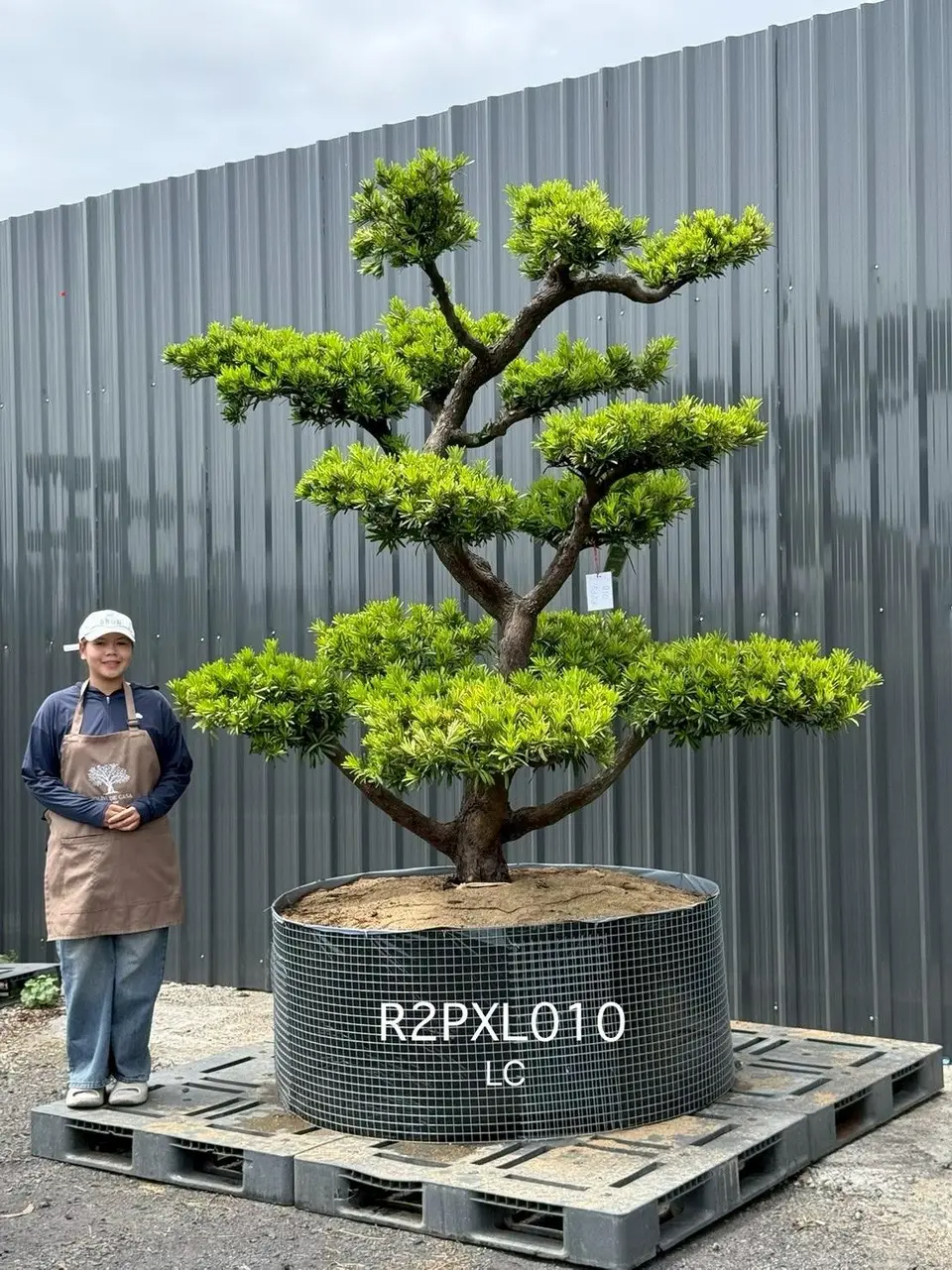 Podocarpus Bonsai · Large · LC