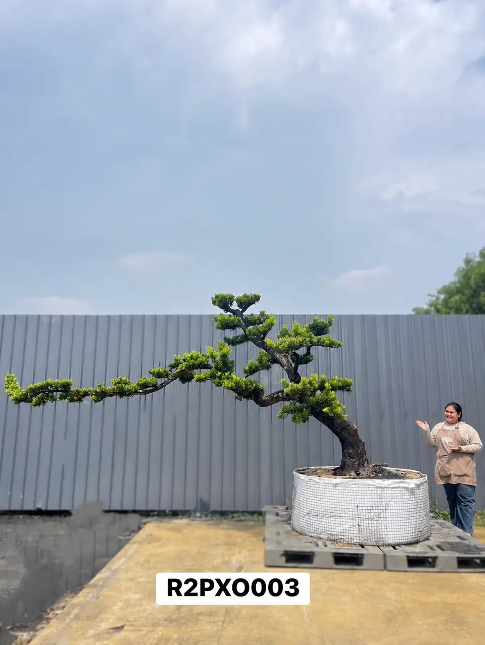 Imperial Podocarpus · XO
