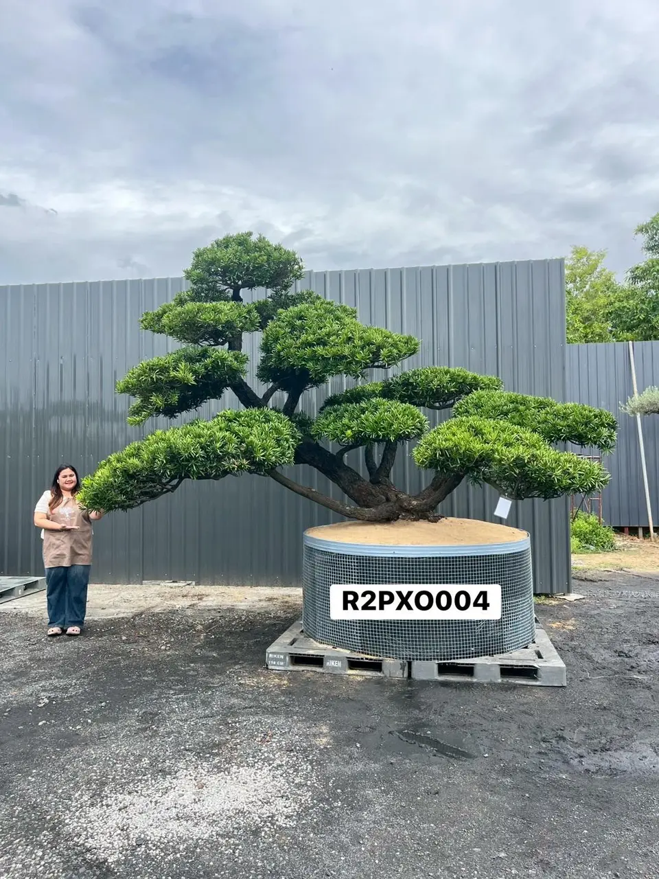 Imperial Podocarpus · XO