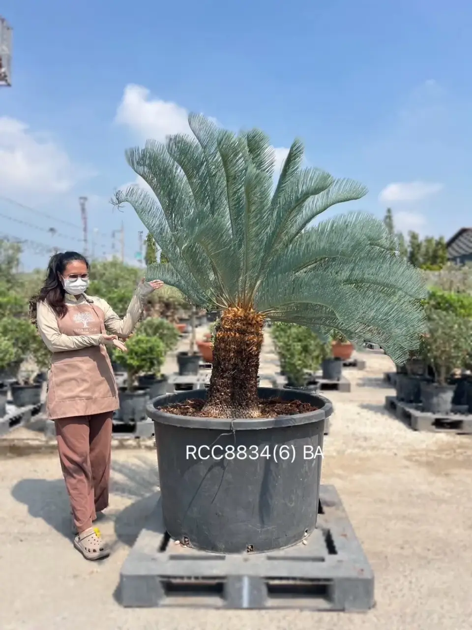 Rare Silver Cycad · BA · 60 cm