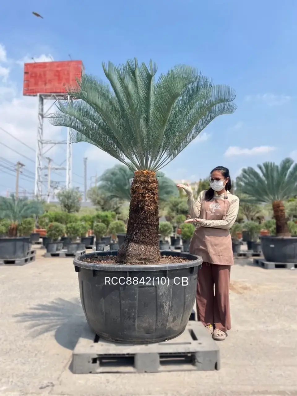 Rare Silver Cycad · CB · 90 cm