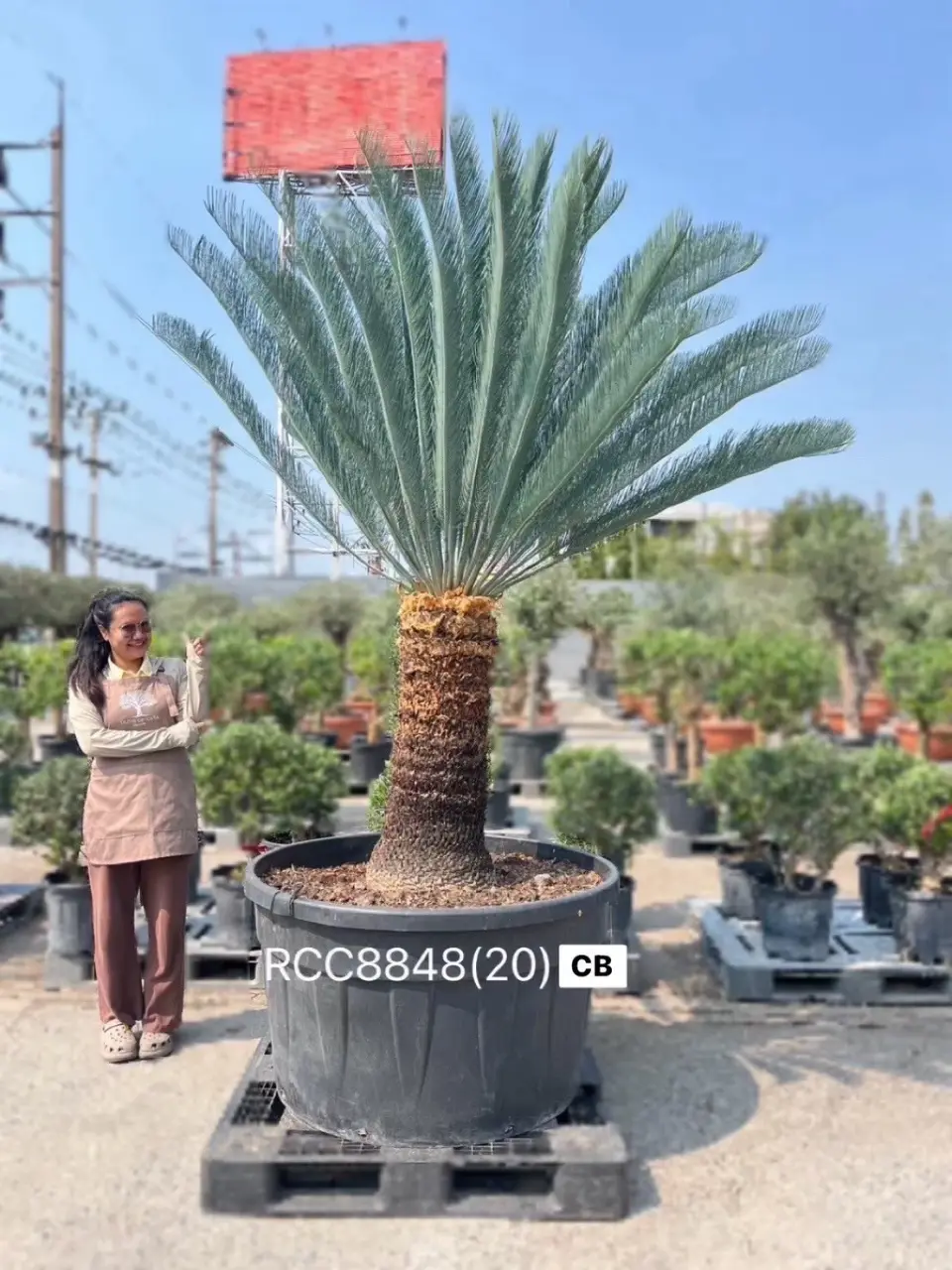 Rare Silver Cycad · CB · 90 cm