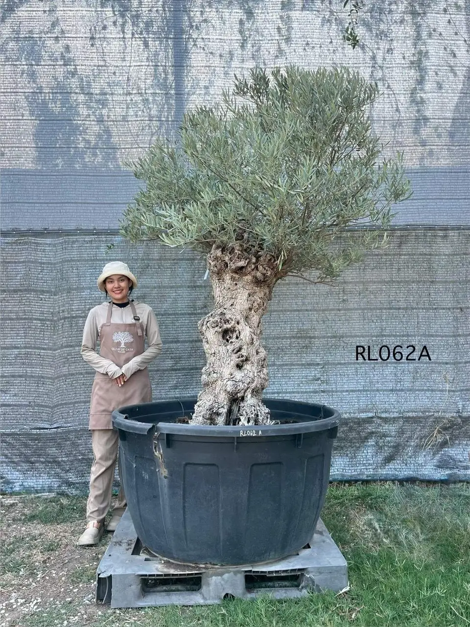 Hojiblanca · Large · LA