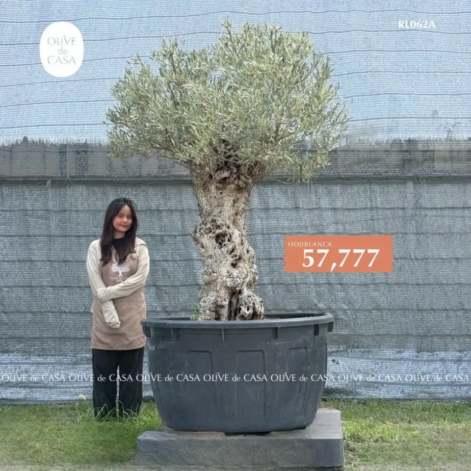 Hot Olive Tree
