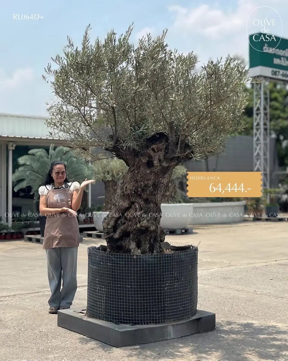 Hot Olive Tree · Promotion