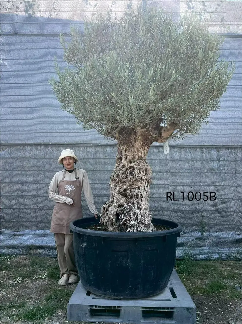 Hojiblanca · Large · LB