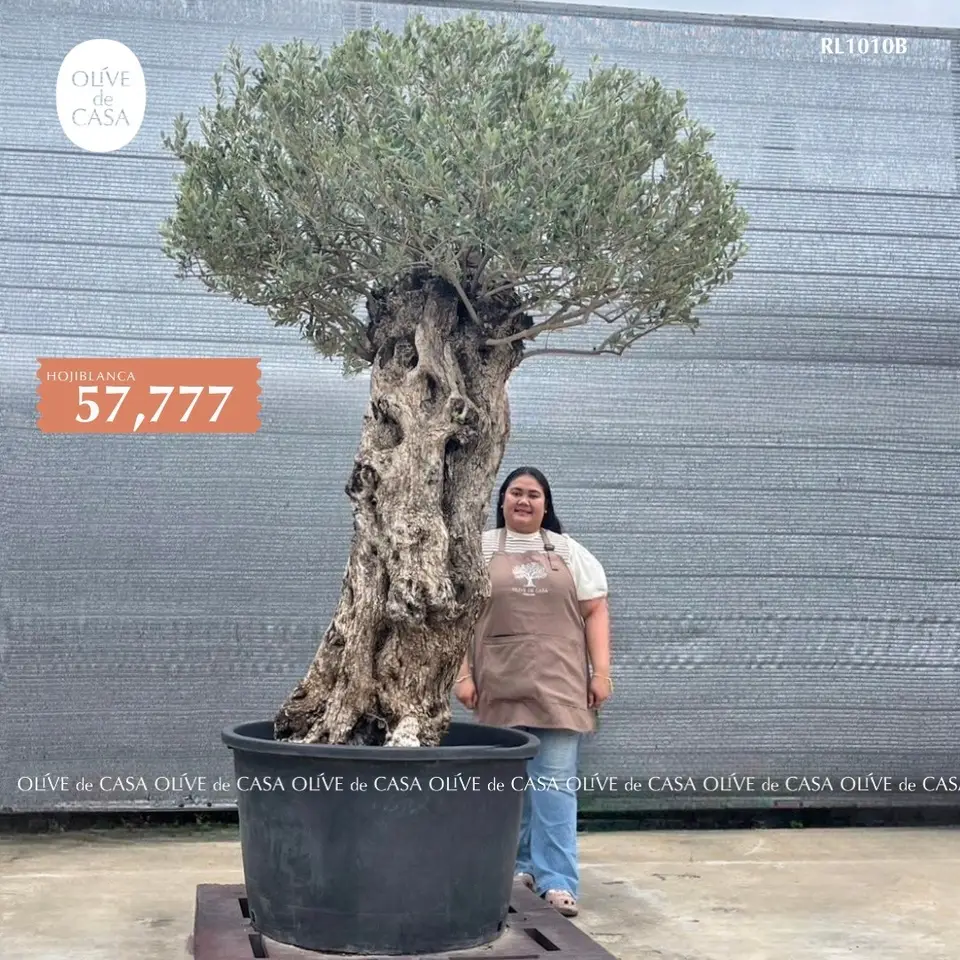 Hot Olive Tree · Promotion